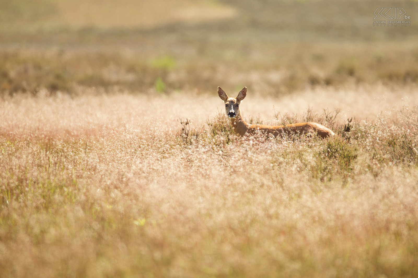 Roe deer A roe deer in the open heathland of Westerheide nabij Hilversum in the Netherlands. Stefan Cruysberghs